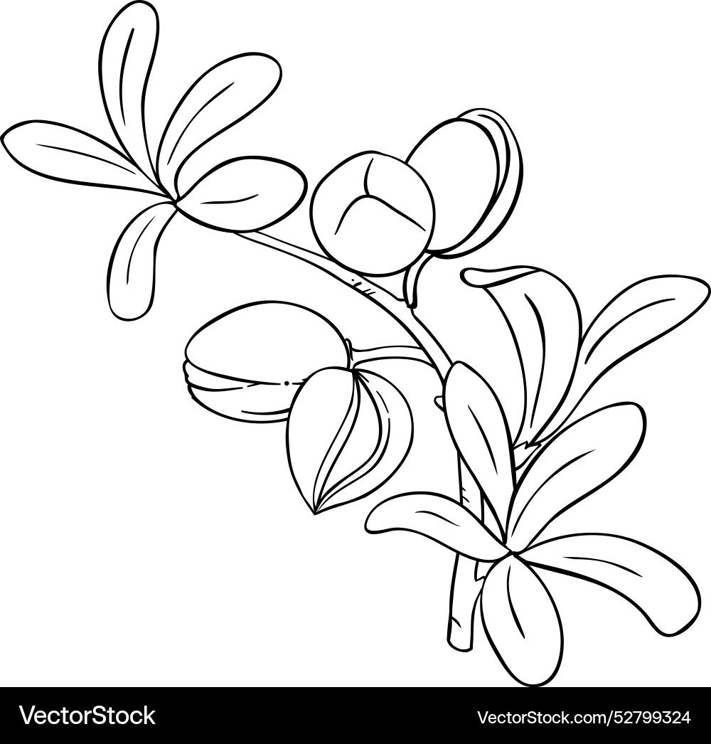 Argan branch with nuts outline Argan branch with nuts outline vector image