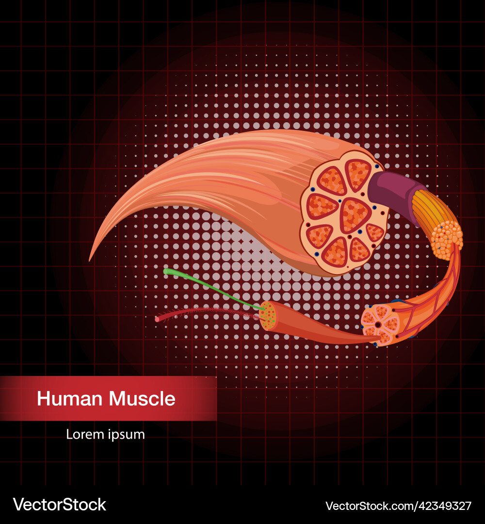 Human muscle anatomy structure Royalty Free Vector Image Biology Diagrams