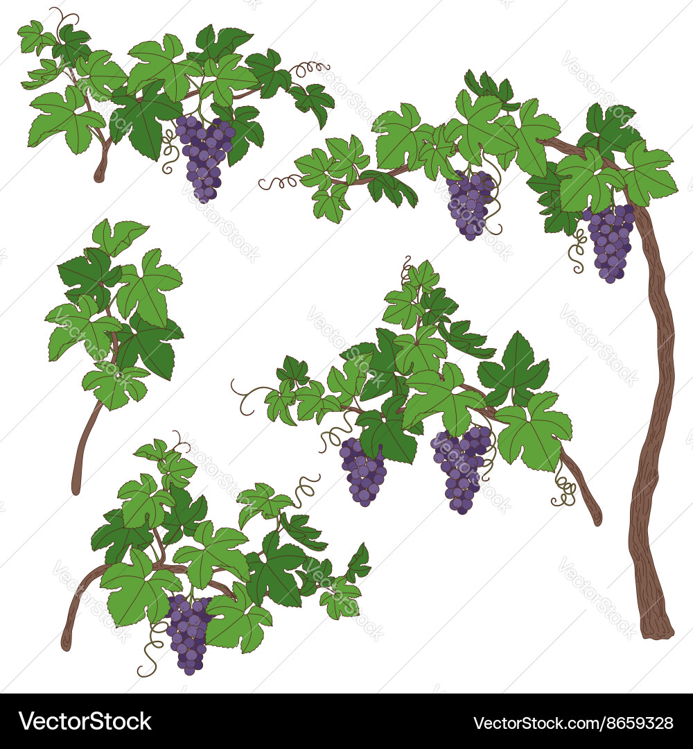 Grapevine Branch with Grapes vector image