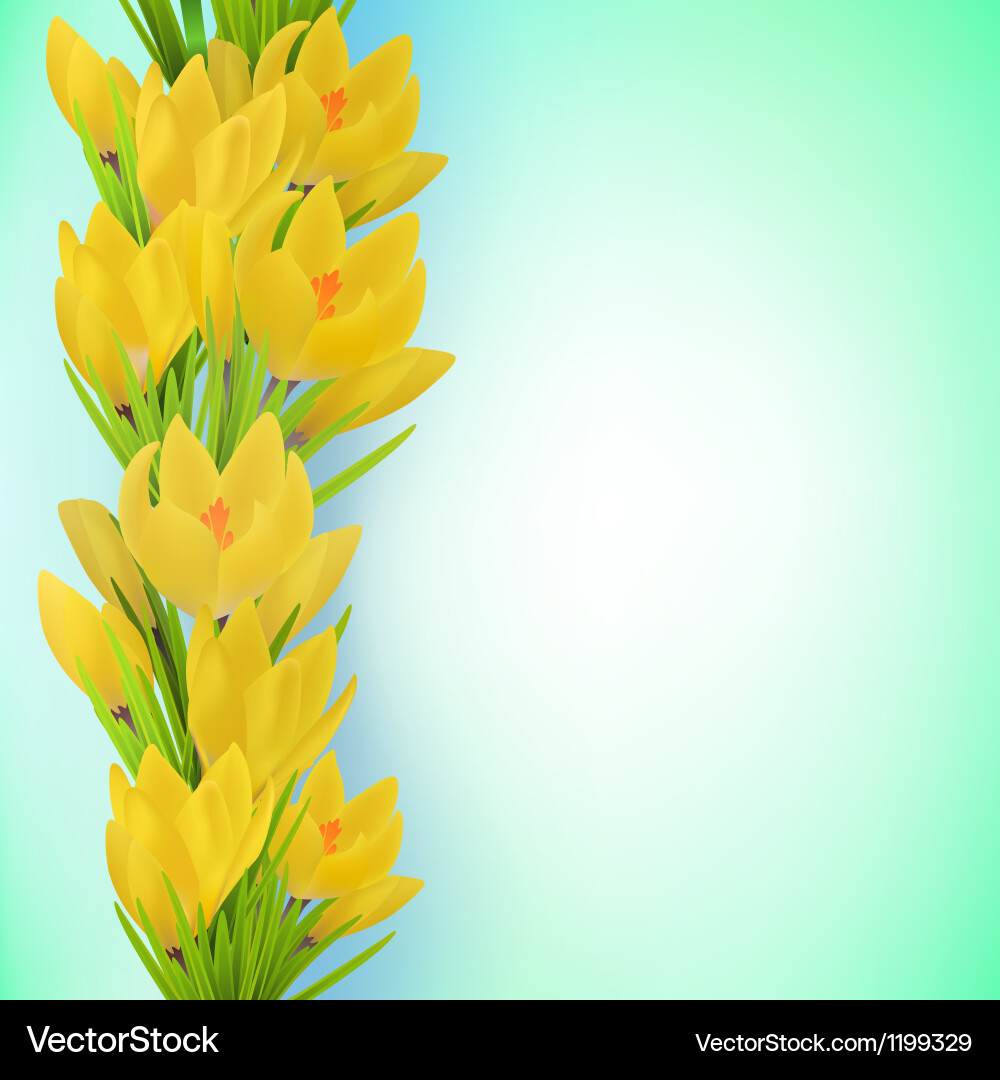 Spring card with yellow crocus border Vector Image