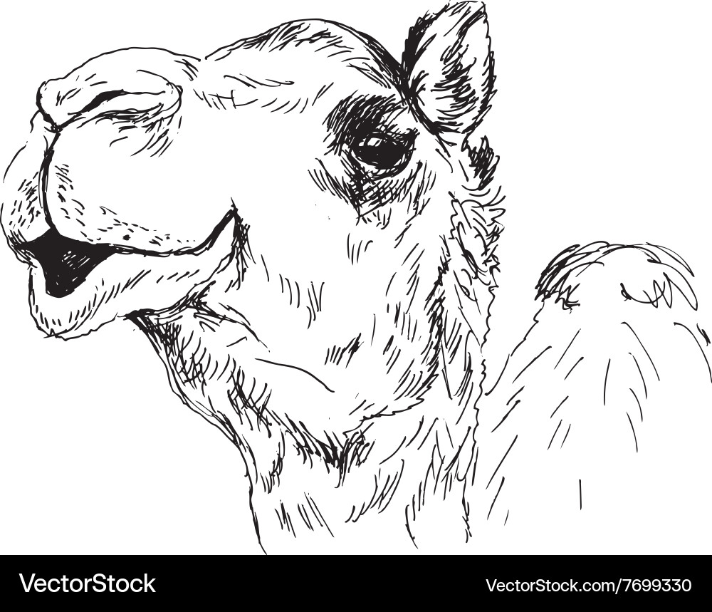 Camel Head Sketch vector image