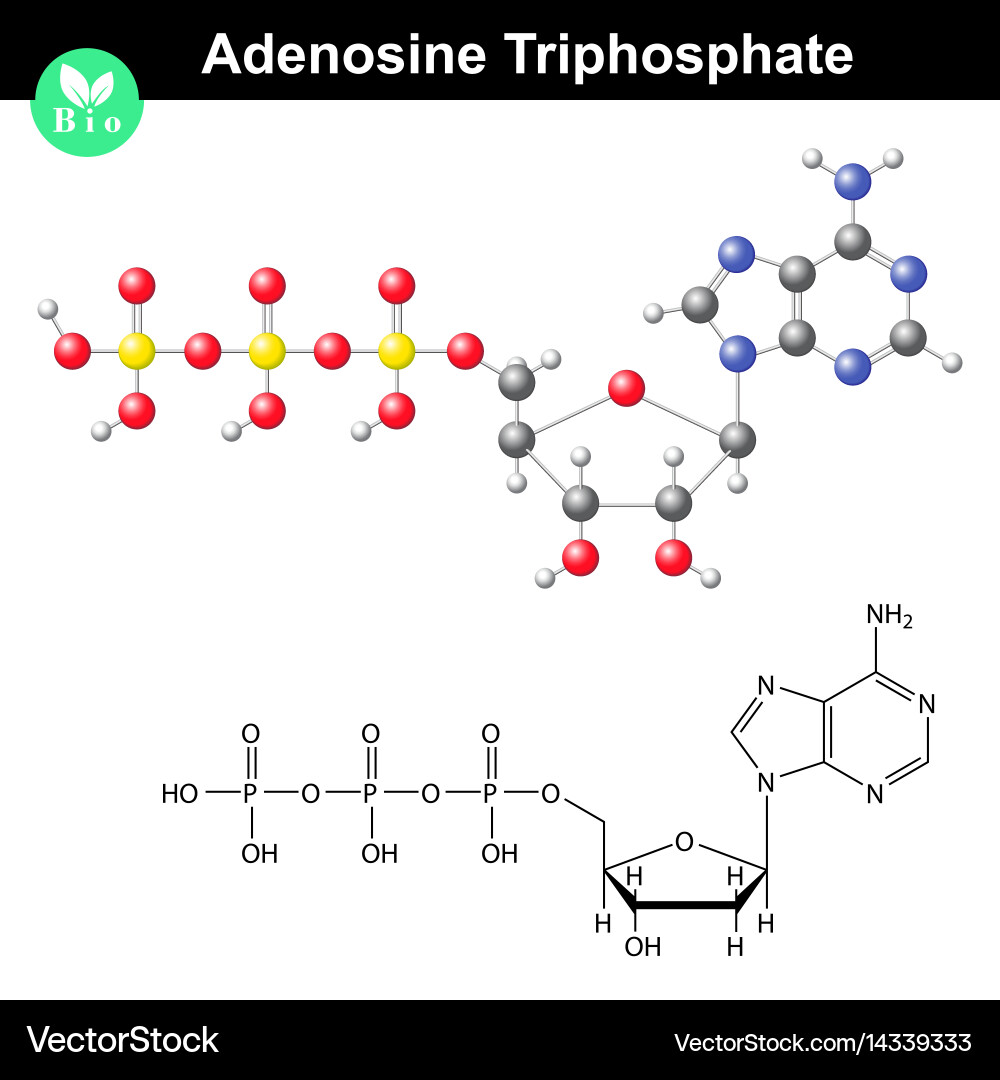 Adenosine Triphosphate (ATP) Structure vector image
