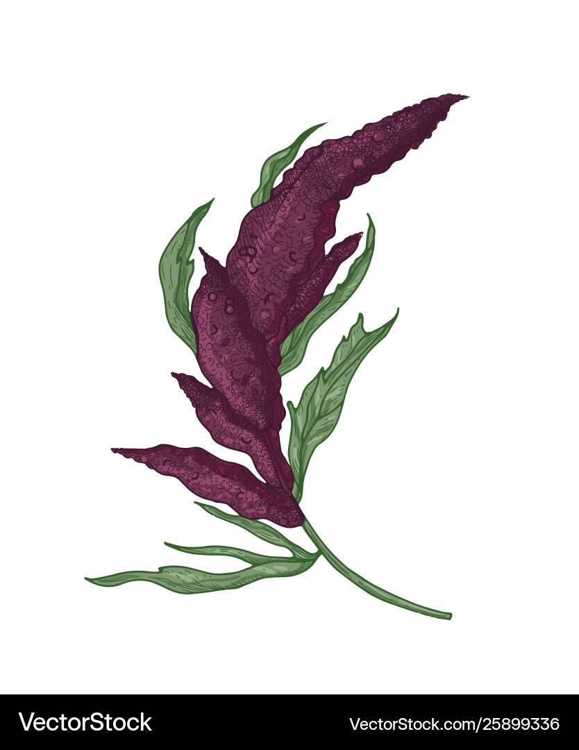 Realistische botanische Zeichnung Quinoa oder Amaranth Realistische botanische Zeichnung Quinoa oder Amaranth vektorbild