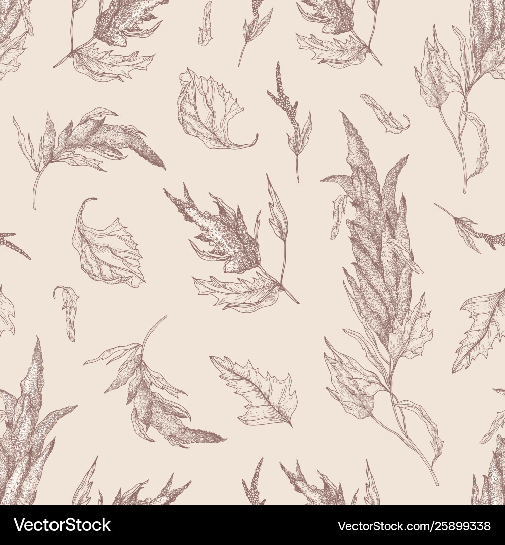 Botanical seamless pattern with quinoa or amaranth Botanical seamless pattern with quinoa or amaranth vector image