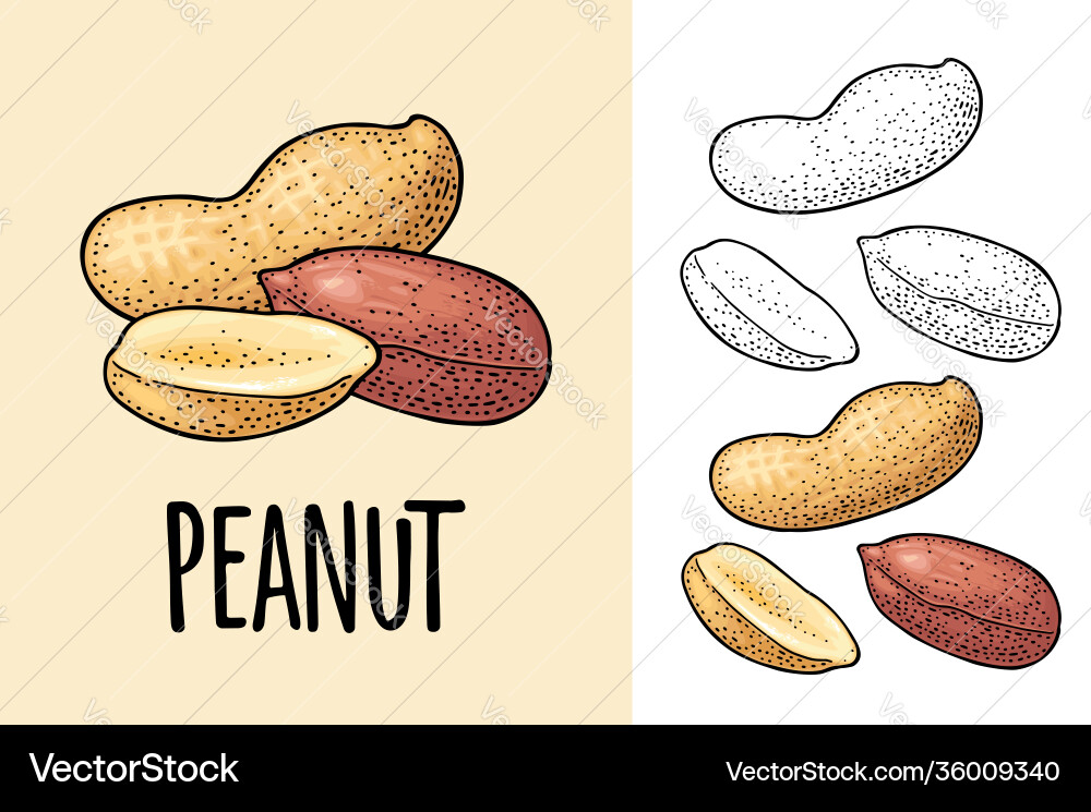 Whole and half peanut seed with without shell Whole and half peanut seed with without shell Vector Image