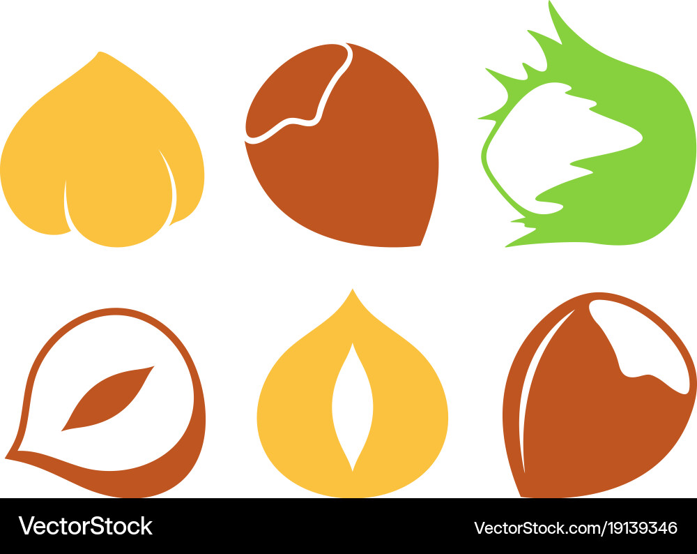 Hazelnut Royalty Free Vector Image - VectorStock