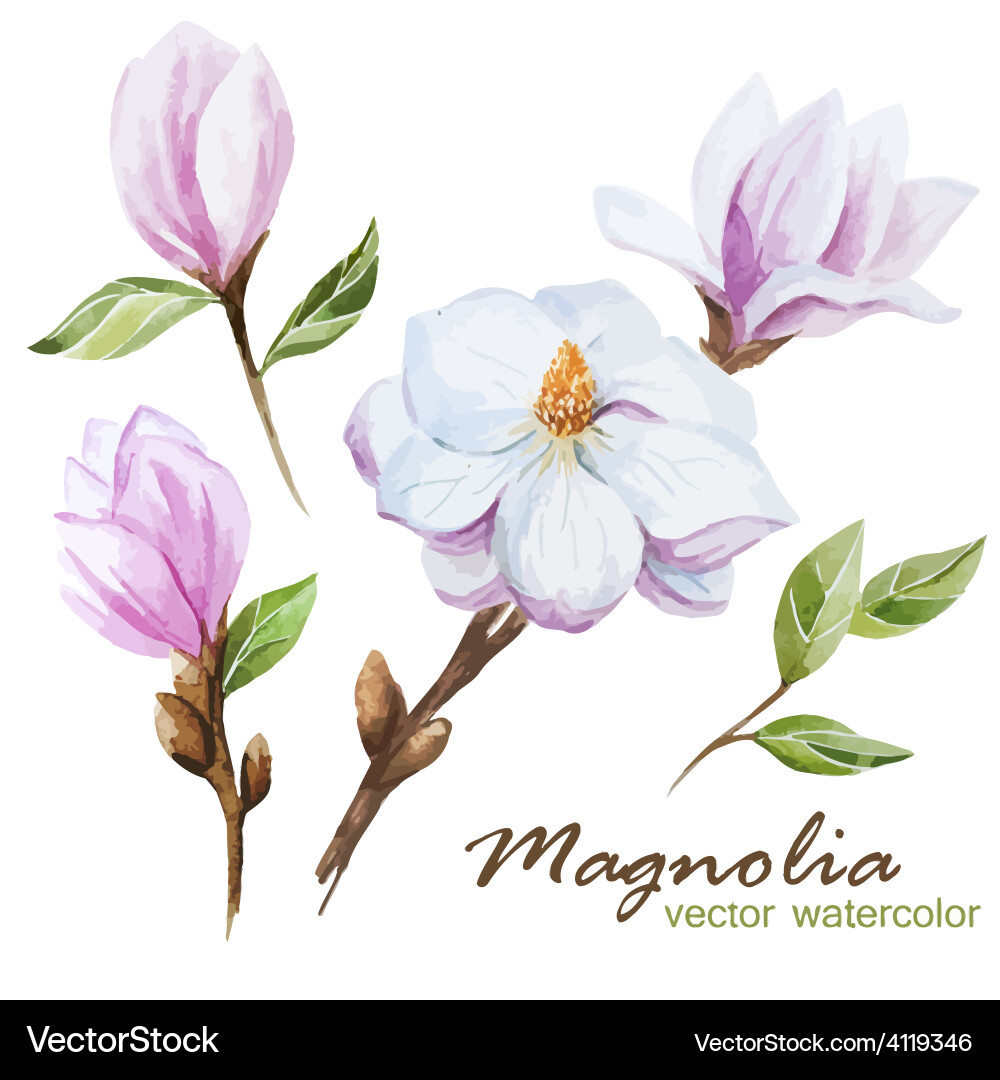 Magnolia set Royalty Free Vector Image - VectorStock