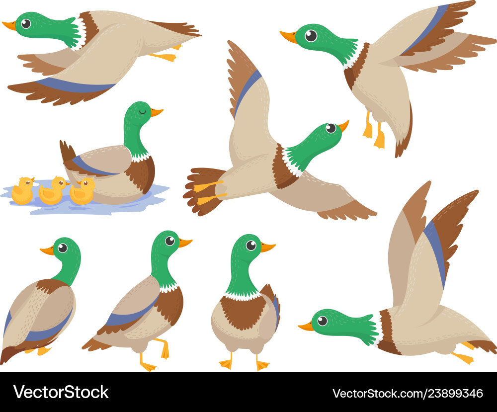 Wild ducks mallard duck cute flying goose Wild ducks mallard duck cute flying goose vector image