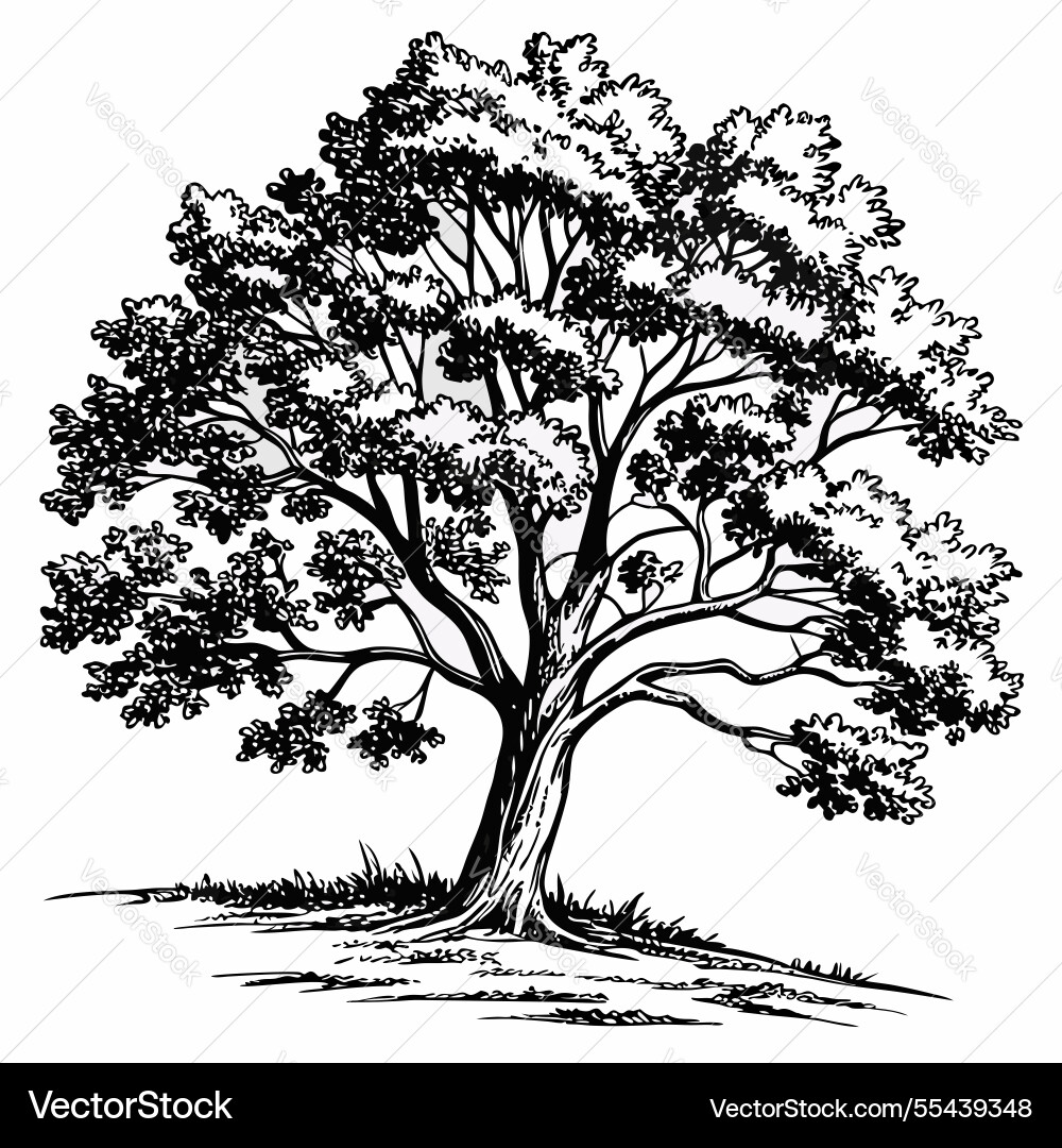 Elegant Maple Tree Line Art Vector Image