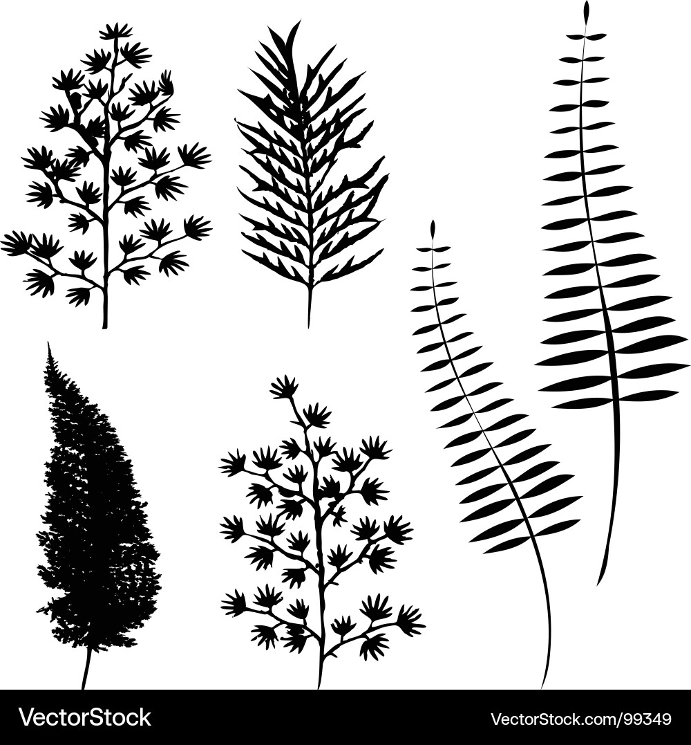 Botanische Pflanzenelemente vektorbild