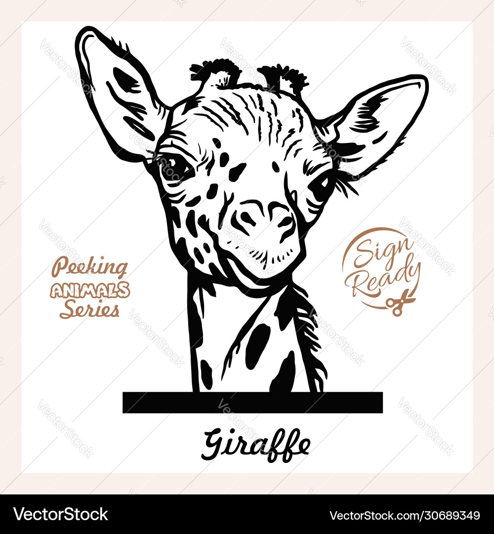 Funny Peeking Giraffe - Isolated Head Vector Image