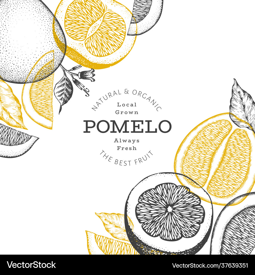 Hand gezeichnete Skizze Stil pomelo Banner bio Hand gezeichnete Skizze Stil pomelo Banner bio vektorbild