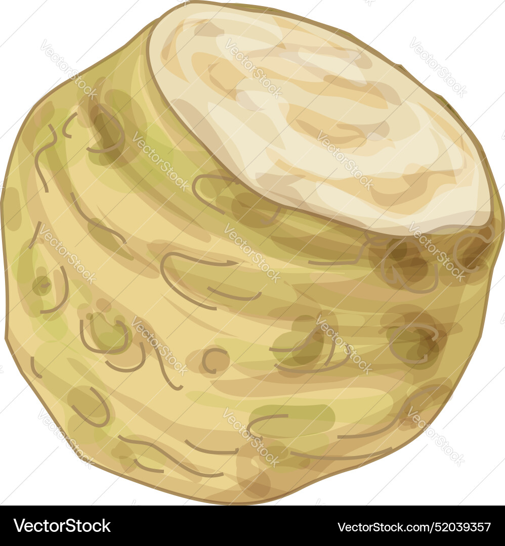 Fresh celery root showing cross section with white Fresh celery root showing cross section with white vector image