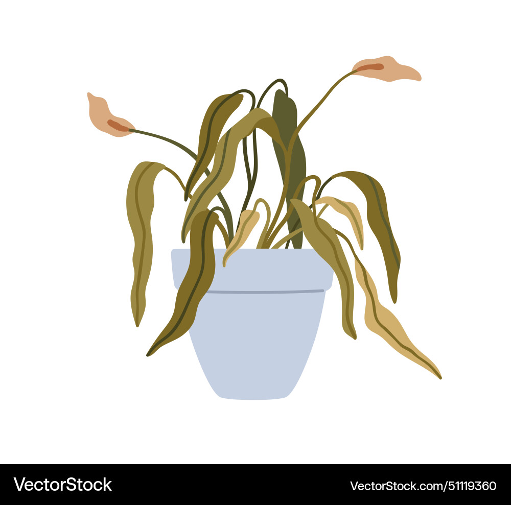 Withered faded leaf plant wilted dry houseplant Withered faded leaf plant wilted dry houseplant vector image