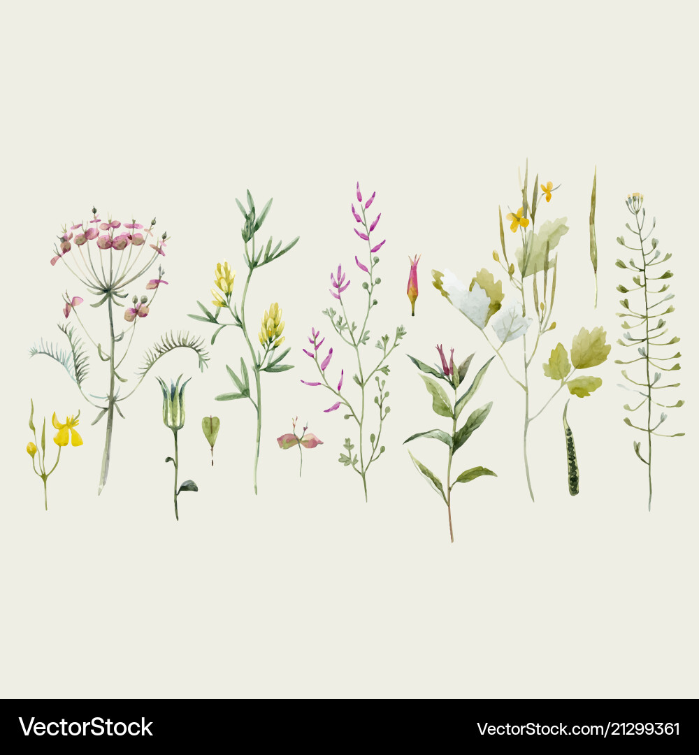 Watercolor floral set Royalty Free Vector Image