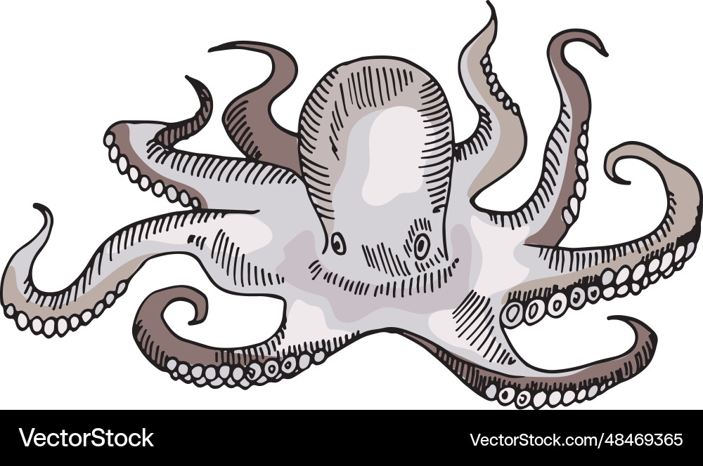 Octopus color wild ocean fauna vector image