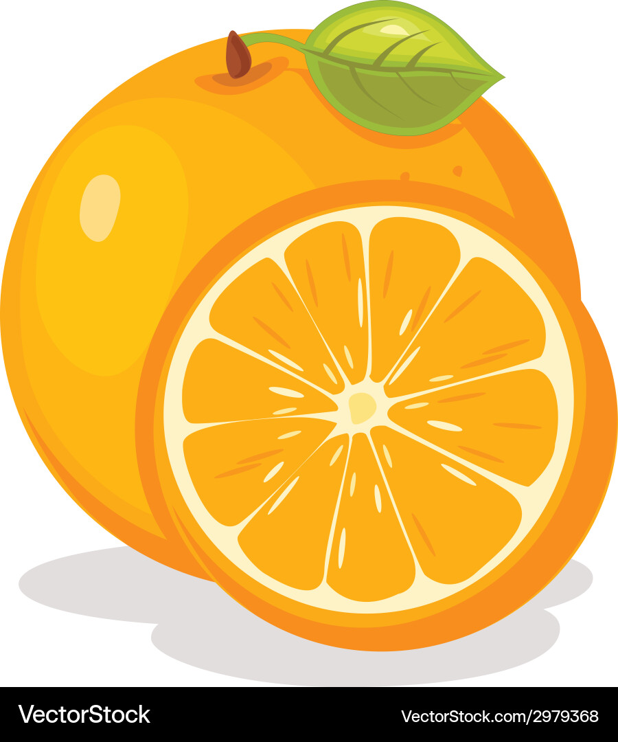 Orange vector image