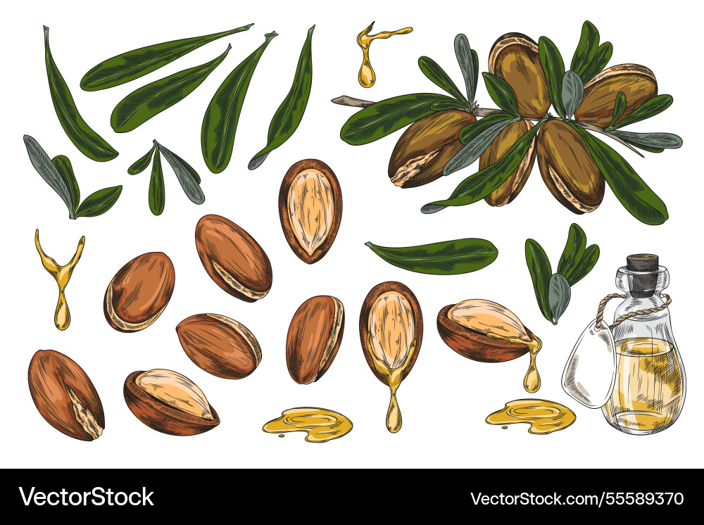 Argan tree branch with leaves and nuts sketch Argan tree branch with leaves and nuts sketch vector image