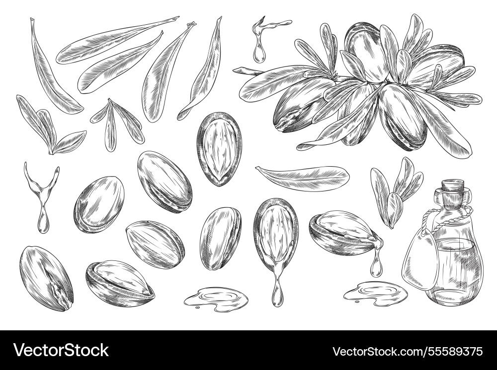 Argan tree branch with leaves and nuts engraved Argan tree branch with leaves and nuts engraved vector image