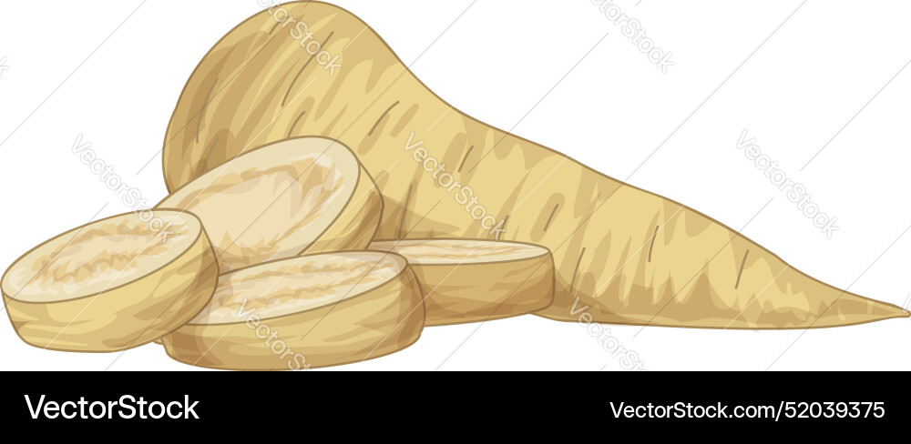 Fresh parsnip root being sliced for a healthy meal Fresh parsnip root being sliced for a healthy meal vector image