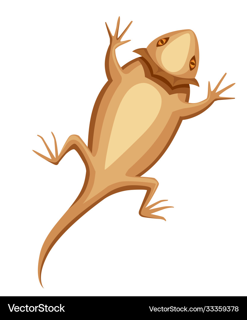 Flat bearded dragon small brown lizard central vector image