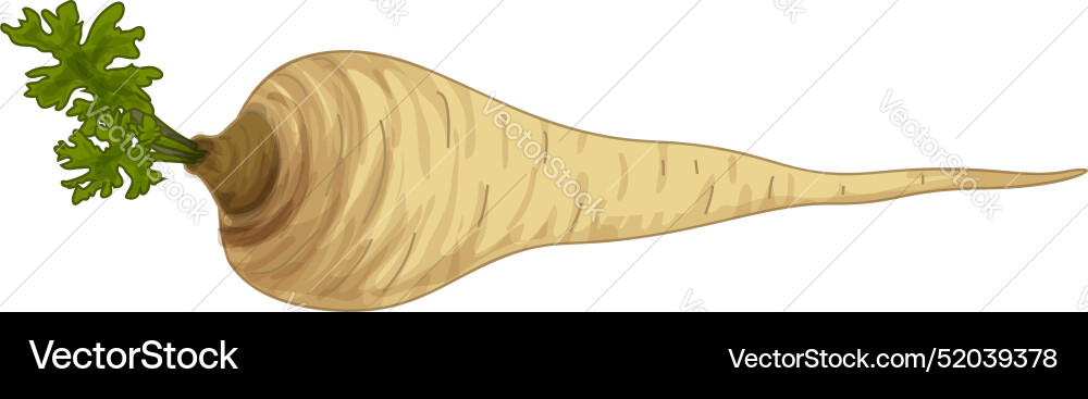 Fresh parsnip root vegetable lying isolated Vector Image