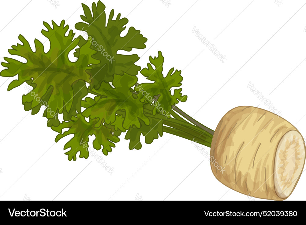 Fresh parsnip lying with green leaves Fresh parsnip lying with green leaves vector image
