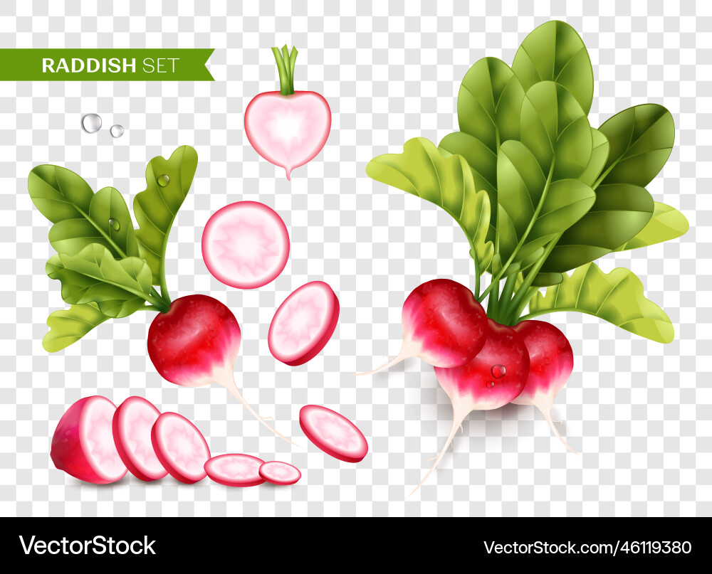 Radish realistic transparent set vector image