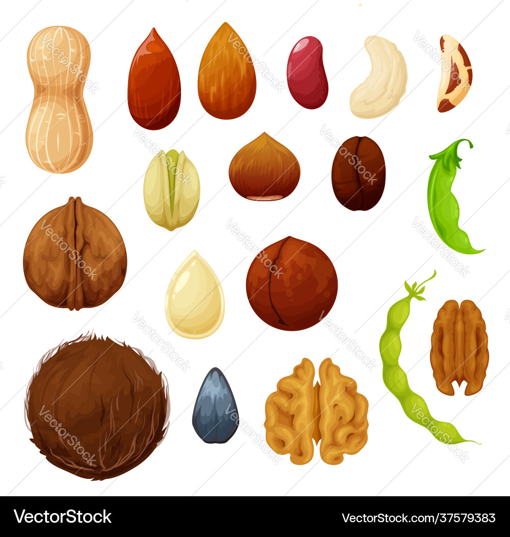 Nuts and beans icons food natural organic seeds Nuts and beans icons food natural organic seeds vector image
