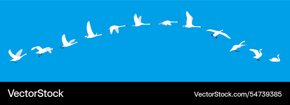 Flying sequence of swan multiple exposure Vector Image