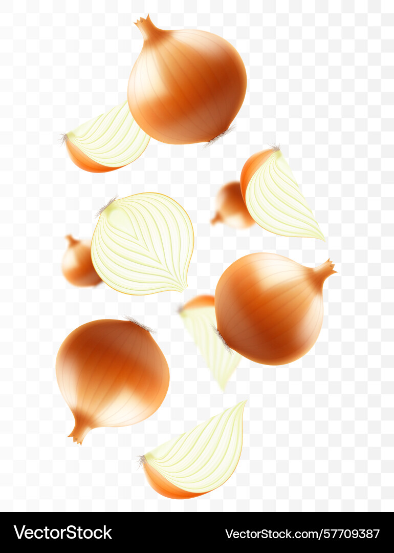 Falling onion isolated on transparent background Vector Image