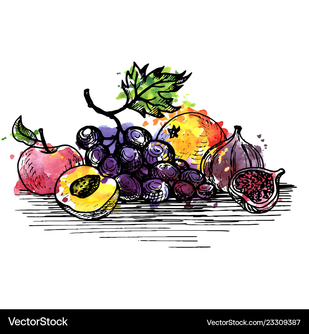 Ink drawing grape Ink drawing grape vector image