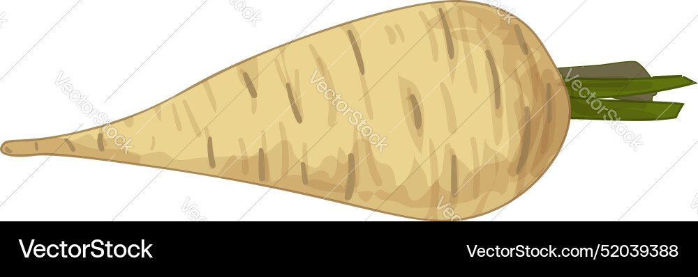 Single parsnip lying horizontally with green stem vector image