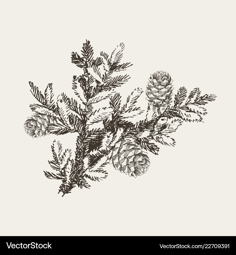 Fir tree branches with cone Fir tree branches with cone vector image