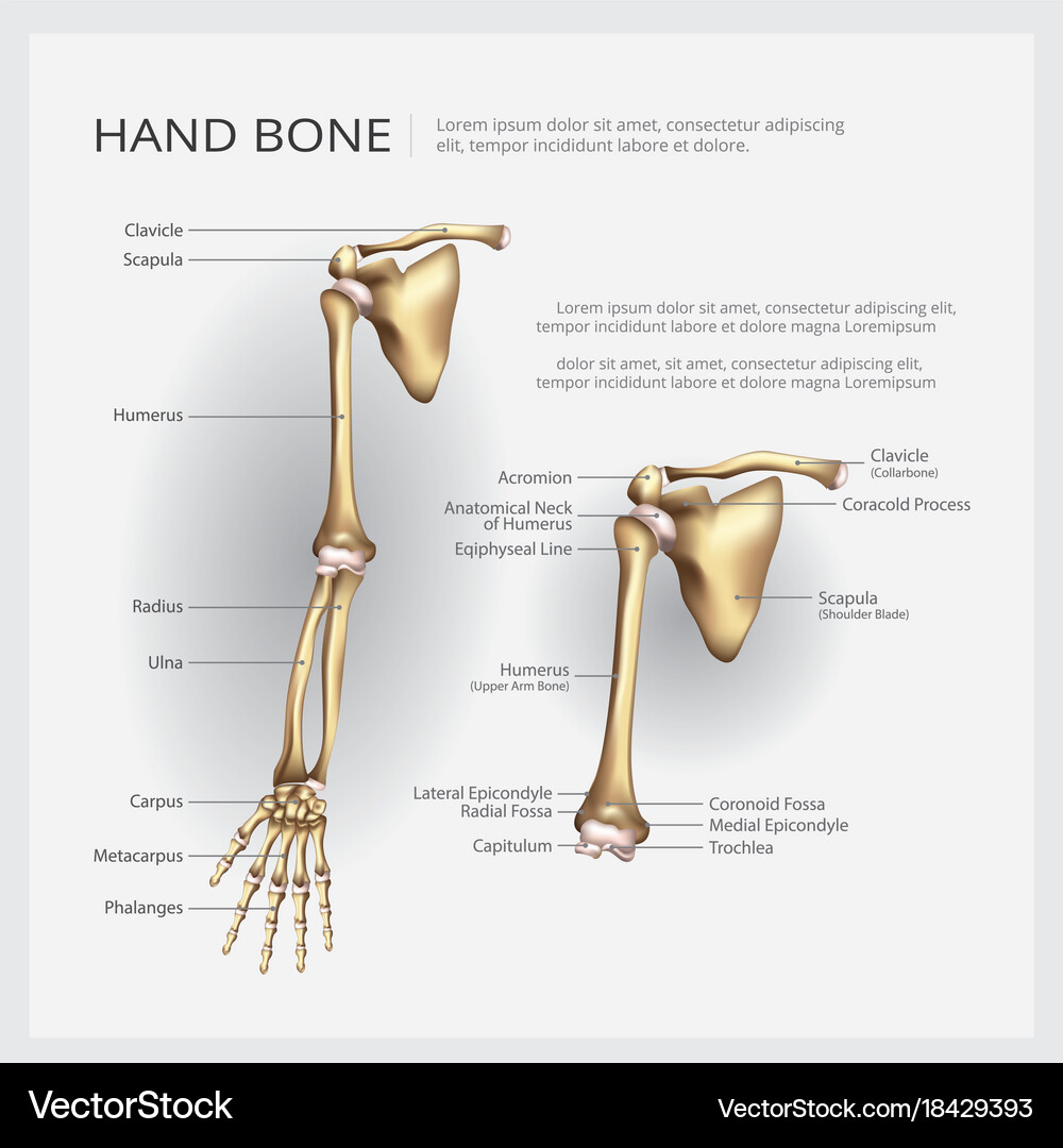 Arm Bones, image size:1000x1080