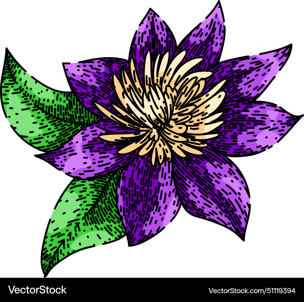 Vine clematis sketch hand drawn Royalty Free Vector Image