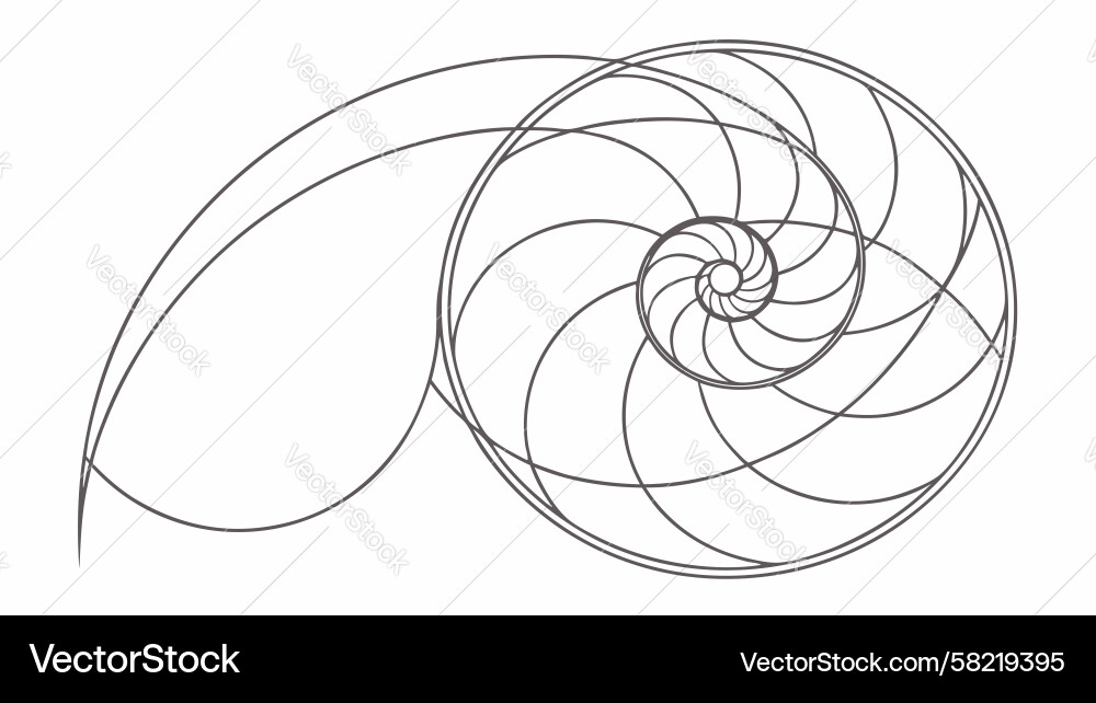 Fibonacci Nautilus Shell Vector Image