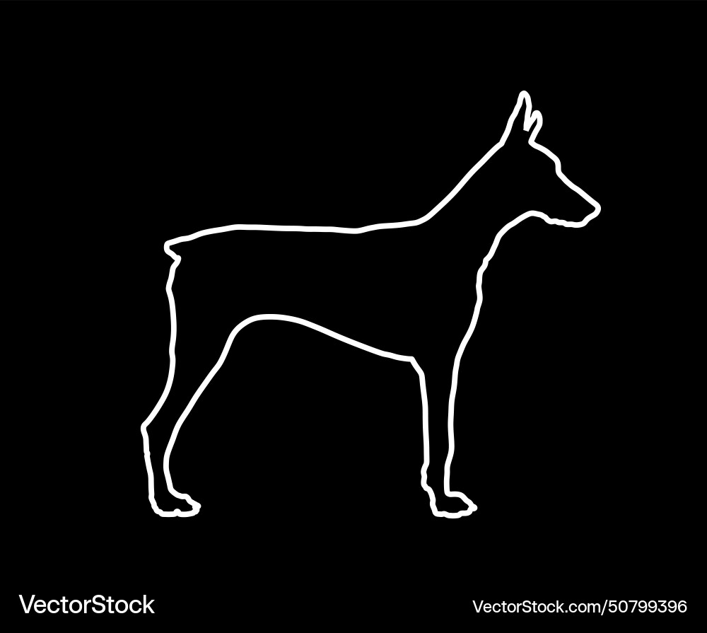 Pincher doberman dog line contour silhouette Pincher doberman dog line contour silhouette vector image
