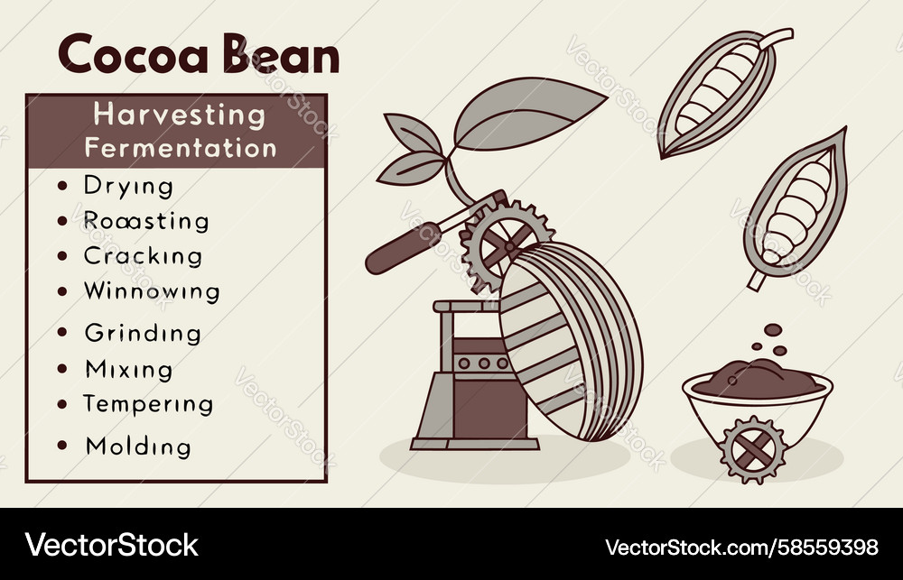 Cocoa Bean Processing Stages Vector Image