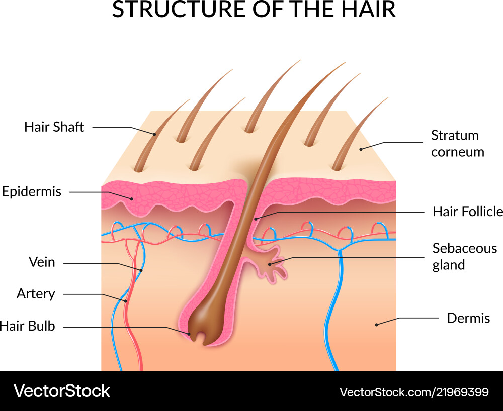 Realistische menschliche Haaranatomie Infografiken Realistische menschliche Haaranatomie Infografiken vektorbild