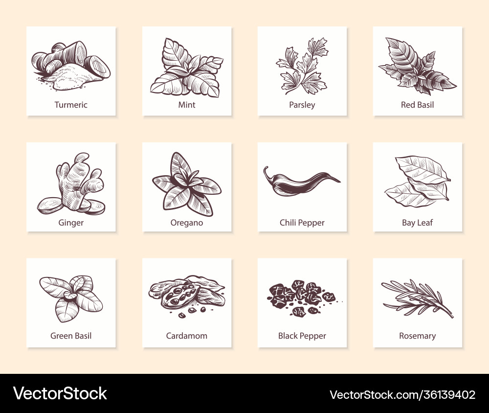 Spices and herbs hand drawn ginger chilli Spices and herbs hand drawn ginger chilli vector image