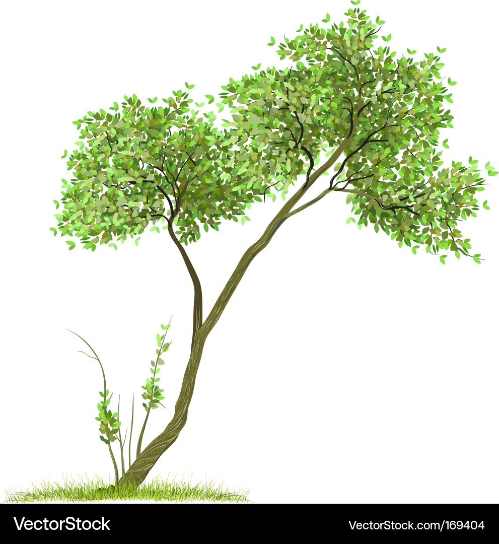 Green Tree Silhouette Vector Image