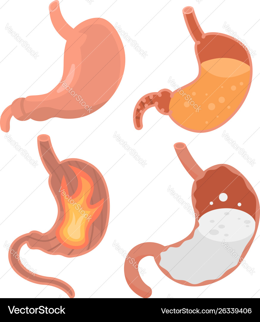 Stomach Icons set isometrischen Stil Stomach Icons set isometrischen Stil vektorbild