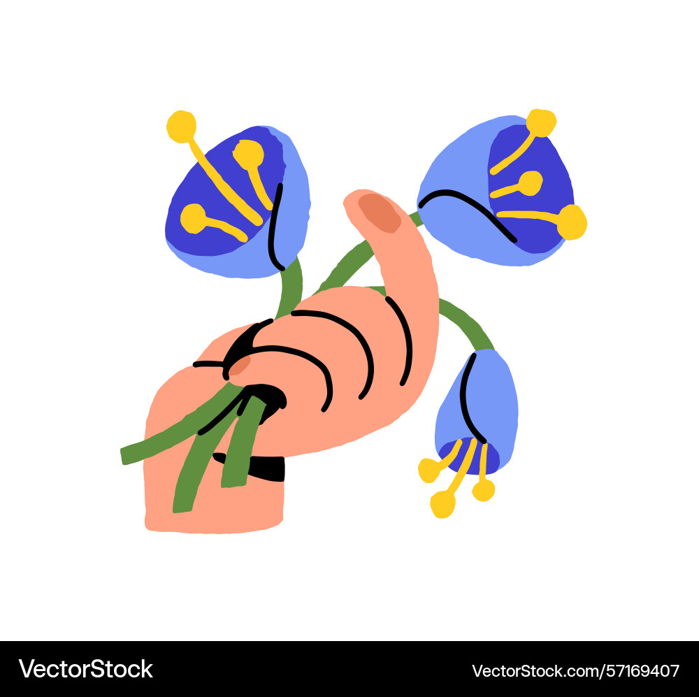 Bouquet of blue tulips is in human hand person Bouquet of blue tulips is in human hand person Vector Image