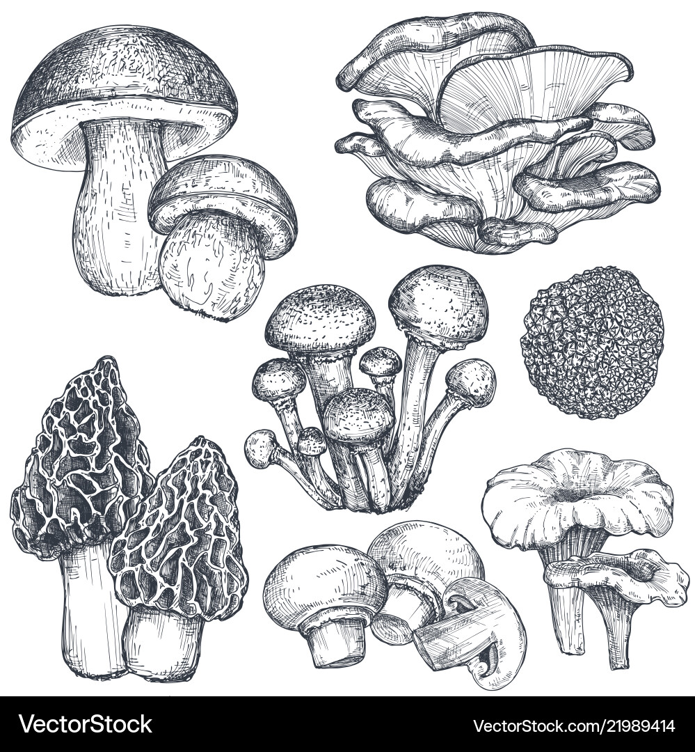 Collection of hand drawn mushrooms vector image