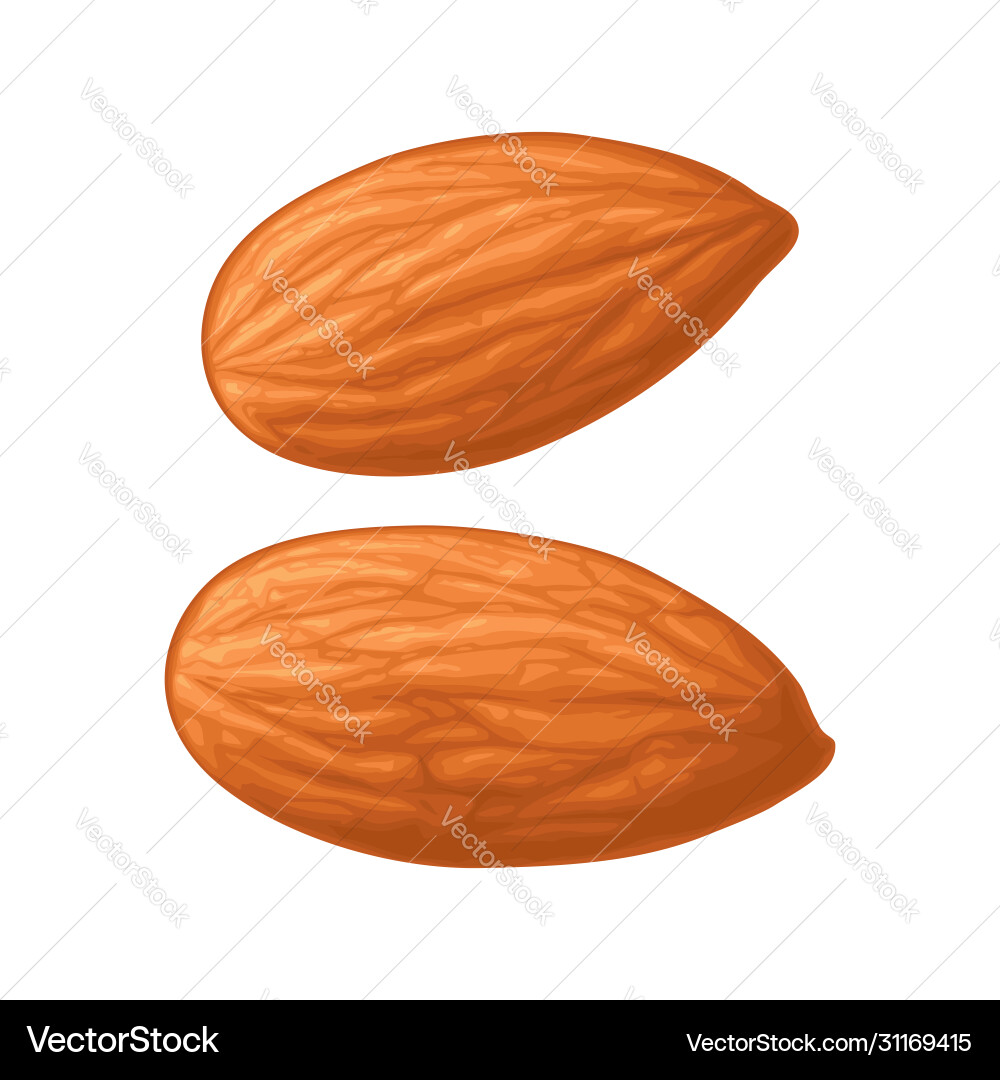 Two whole almonds nuts without shell color Vector Image