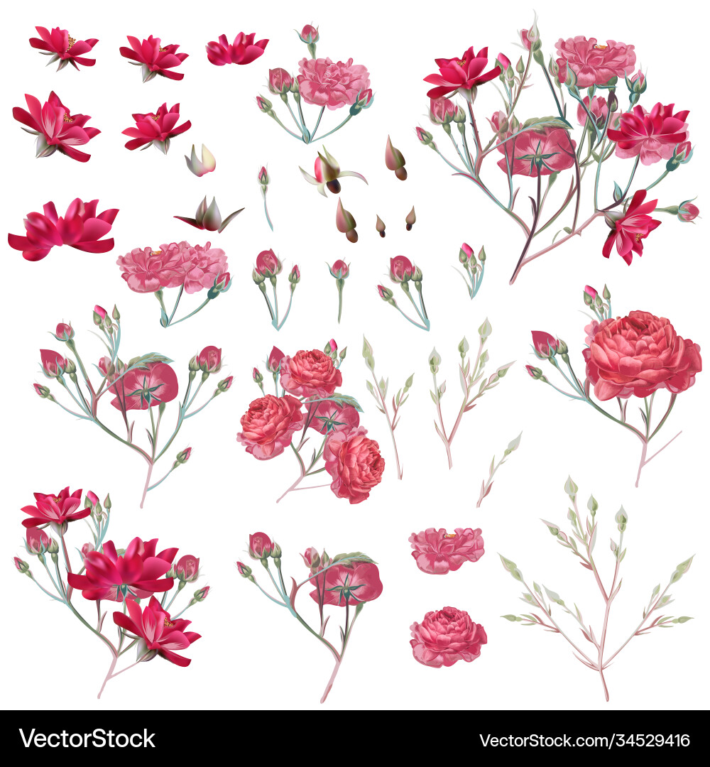 Collection pink rose flowers in vintage style Vector Image