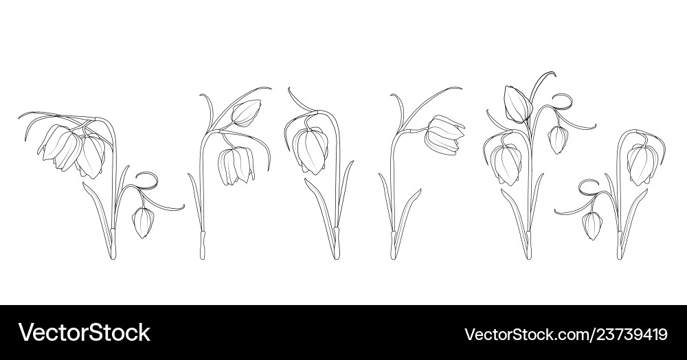 Wild tulip spring flowers black and white engraved Wild tulip spring flowers black and white engraved vector image