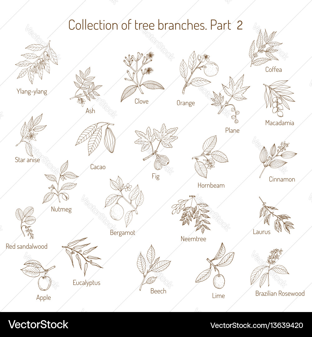 Set of different tree branches Set of different tree branches vector image