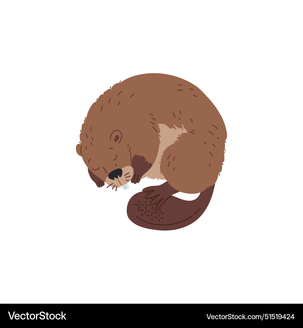 Character is a sleeping beaver with sharp Character is a sleeping beaver with sharp vector image
